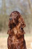 SETTER IRLANDAIS 435